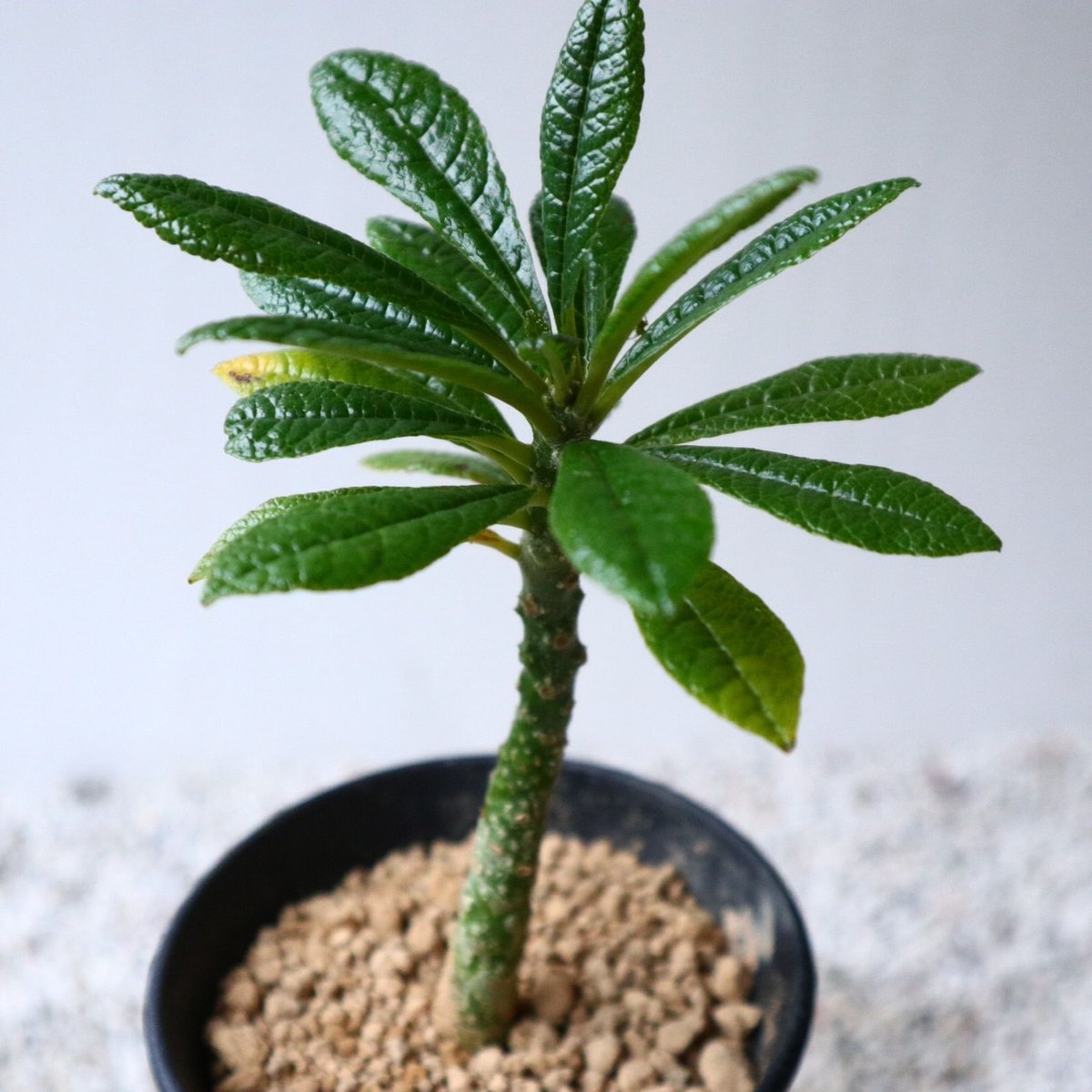 Dorstenia gigas ドルステニアギガス isla del pescado - Dorstenia gigas-ドルステニア・ギガス