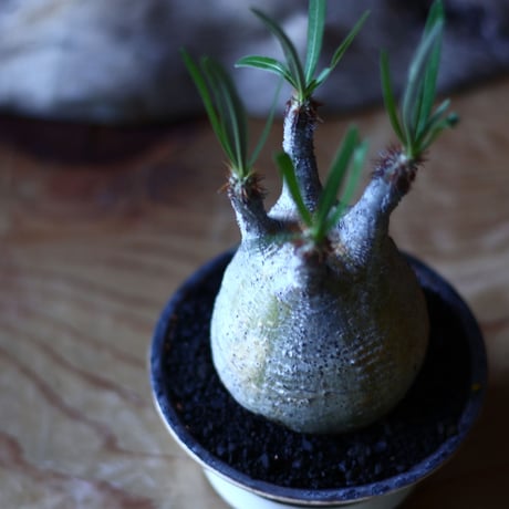 パキポディウム グラキリス   Pachypodium rosulatum var. gracilius no.705-14