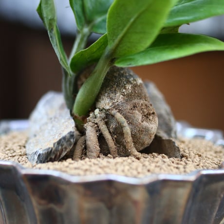 ザミオクルカス ザミフォーリア / Zamioculcas zamiifolia   no.31932