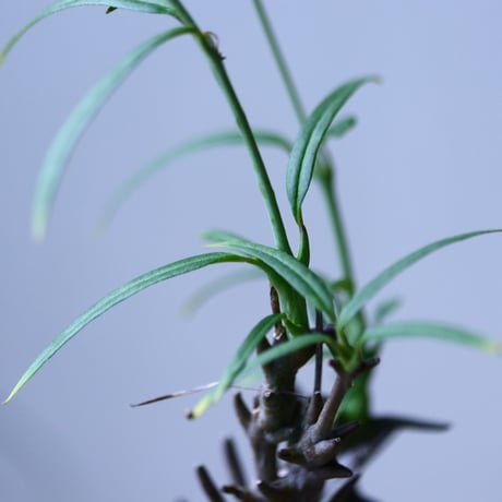 セロぺギア デモルファ   Ceropegia dimorpha   no.101829