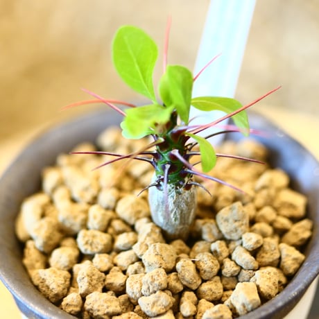 たけろうポット × Fouquieria fasciculata    no.110502