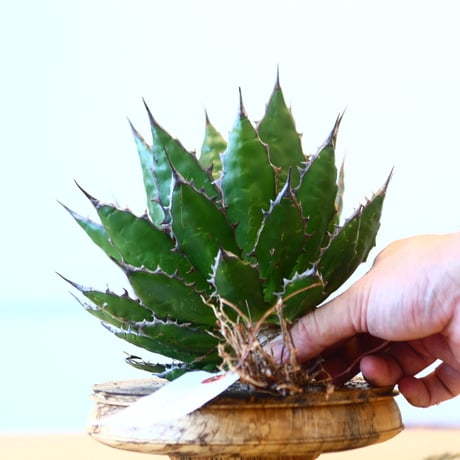 Agave horrida / Style of Chika   no.1015/29