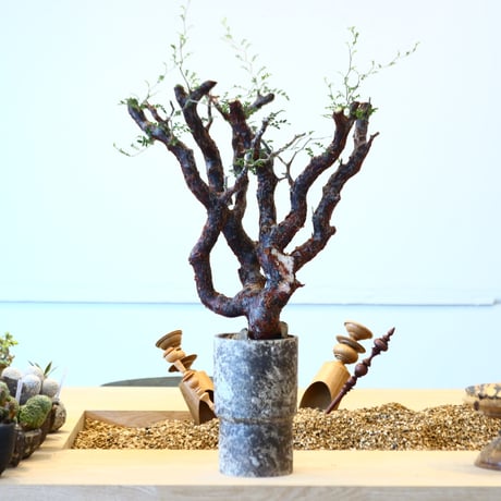 たけろうポット × Commiphora monstrosa   no.72364