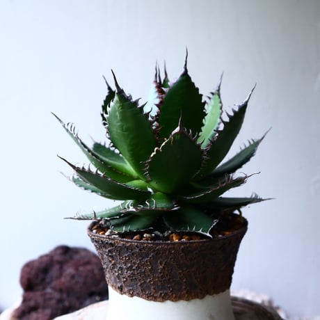 アガベ ホリダ   Agave horrida   no.71403