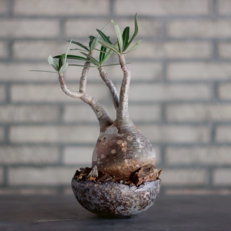 Pachypodium gracilius × takero pot (4.5号)  no.928/18