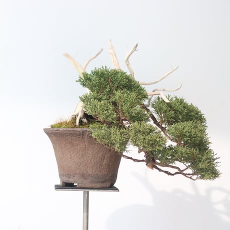 真柏 / YOSHIZAWA3-SHOHINBONSAI   no.223-51