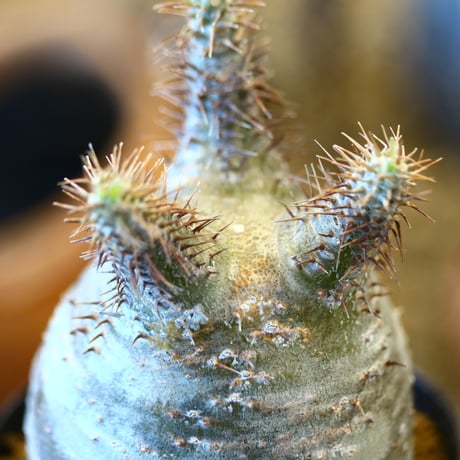 Pachypodium gracilius   no.32441