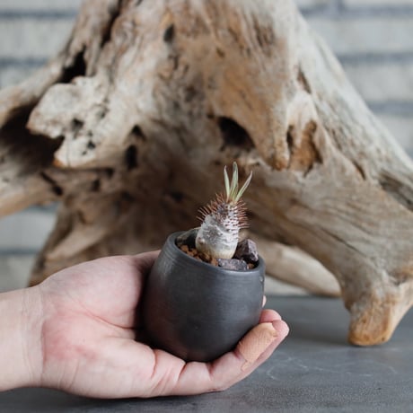 Pachypodium gracilius (BANKSIA WORKS ) × Kazuhiro Arima (1.5号)  no.622-16
