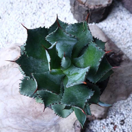 アガベ   ポタトラム     Agave potatorum    no.112418