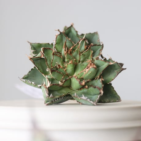 Agave titanota filigree Devil/ Style of Chika　no.42109