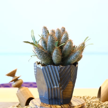 N/OH × Pachypodium  gracilius (実生)    no.61859