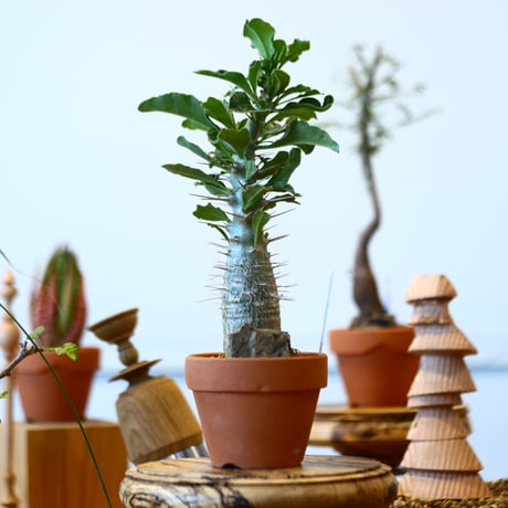 YAMABACHI × Pachypodium saundersii    no.91044