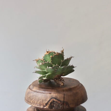 U.S. filigree (Agave titanota filigree) / Style of Chika　no.1227-42