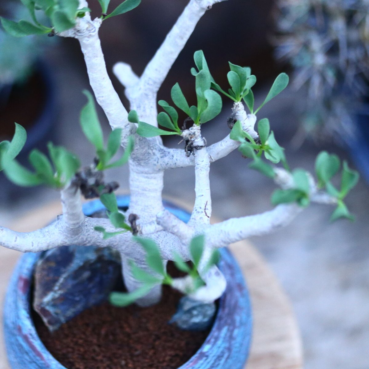 オトンナ フルカタ／Othonna furcata no.111431 | 芽の巣山