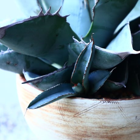 アガベ   ホワイトアイスブルー   Agave  titanota white ice blue   no.131521