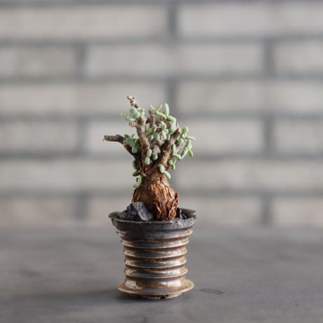 Ceraria pygmaea × takero pot (2号)  no.823-27