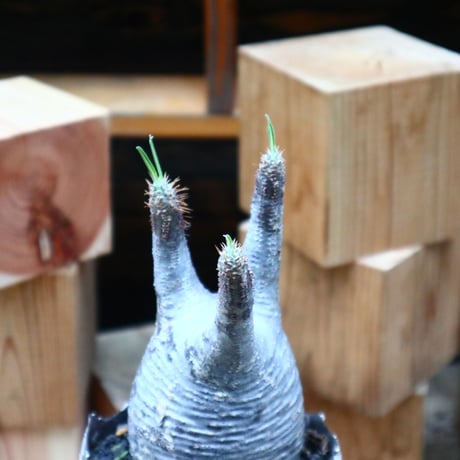 パキポディウム  グラキリス／Pachypodium  gracilius       no.62668