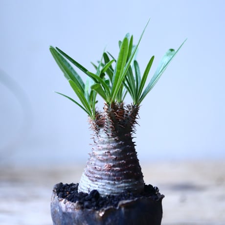 パキポディウム グラキリス   Pachypodium rosulatum var. gracilius no.101816-3