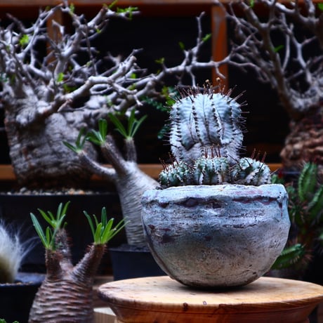 ユーフォルビア  ホリダ／Euphorbia  horrida     no.51649