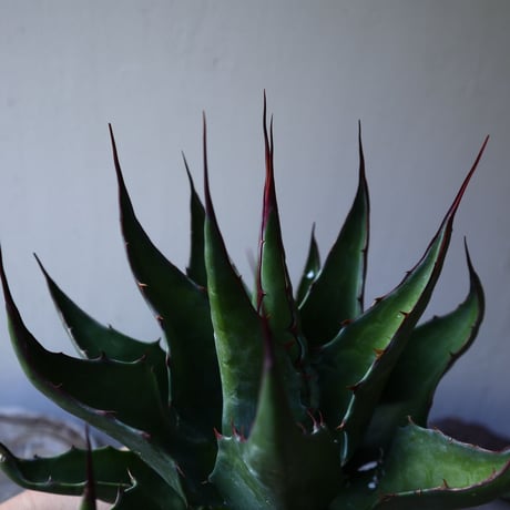 アガベ  モンタナ  Agave montana    no.111026