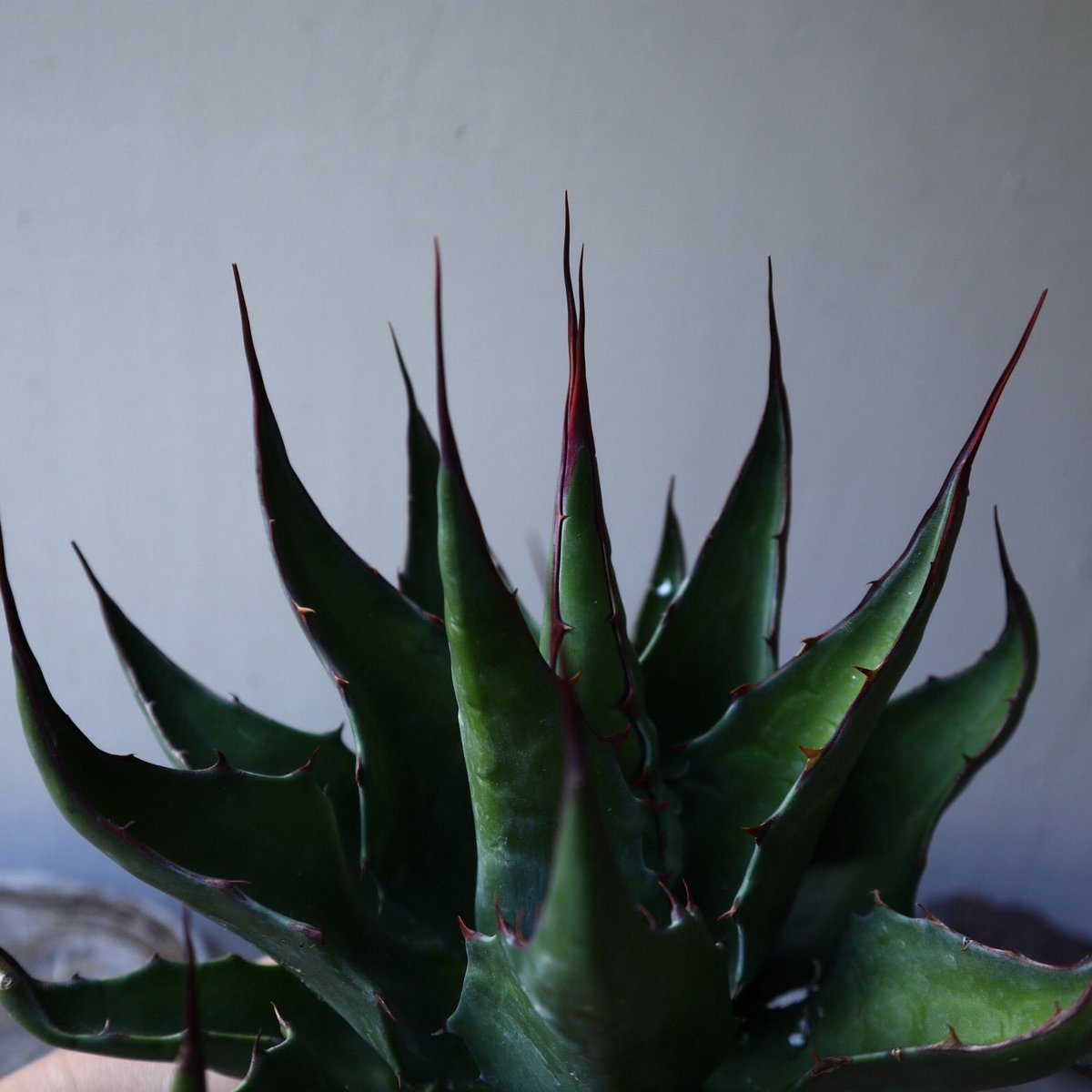 アガベ モンタナ Agave montana no.111026 | 芽の巣山