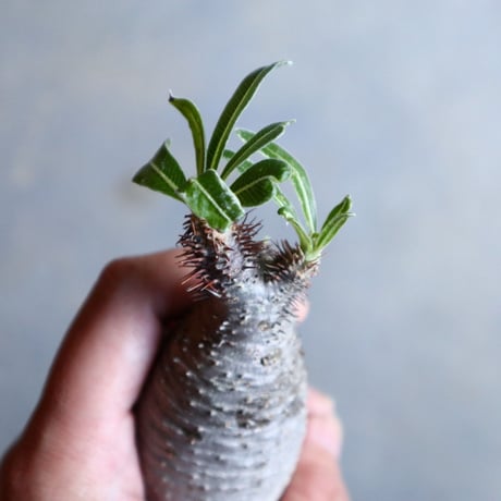 パキポディウム グラキリス   Pachypodium rosulatum var. gracilius no.110313