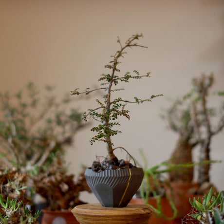 MASSES×M&M Mulch Box 芽の巣山 MASSES×M&M Mulch Box 芽の巣山