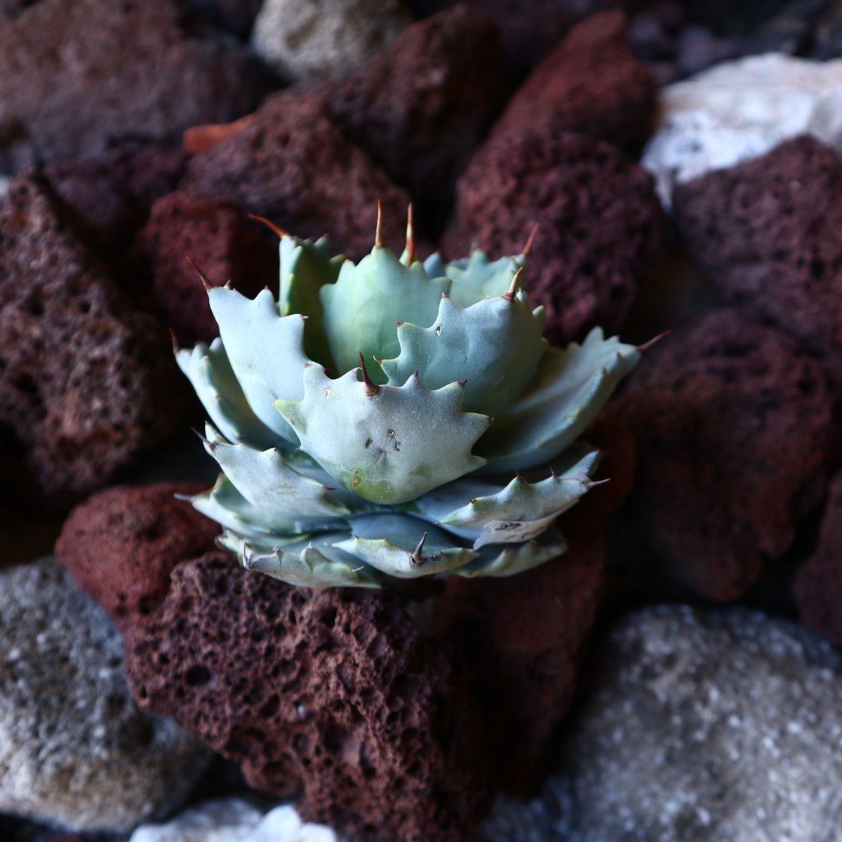 アガベ イシスメンシス Agave Isthmensis no.30837 | 芽の巣山