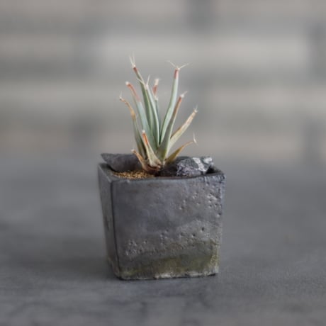 Leuchtenbergia principis × takero pot (2号)  no.907-62