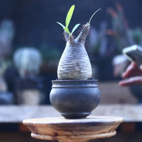 パキポディウム  グラキリス   Pachypodium  gracilius       no.22825