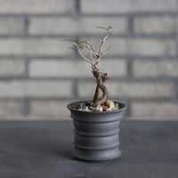 Operculicarya pachypus × takero pot (3号)  no.524/28
