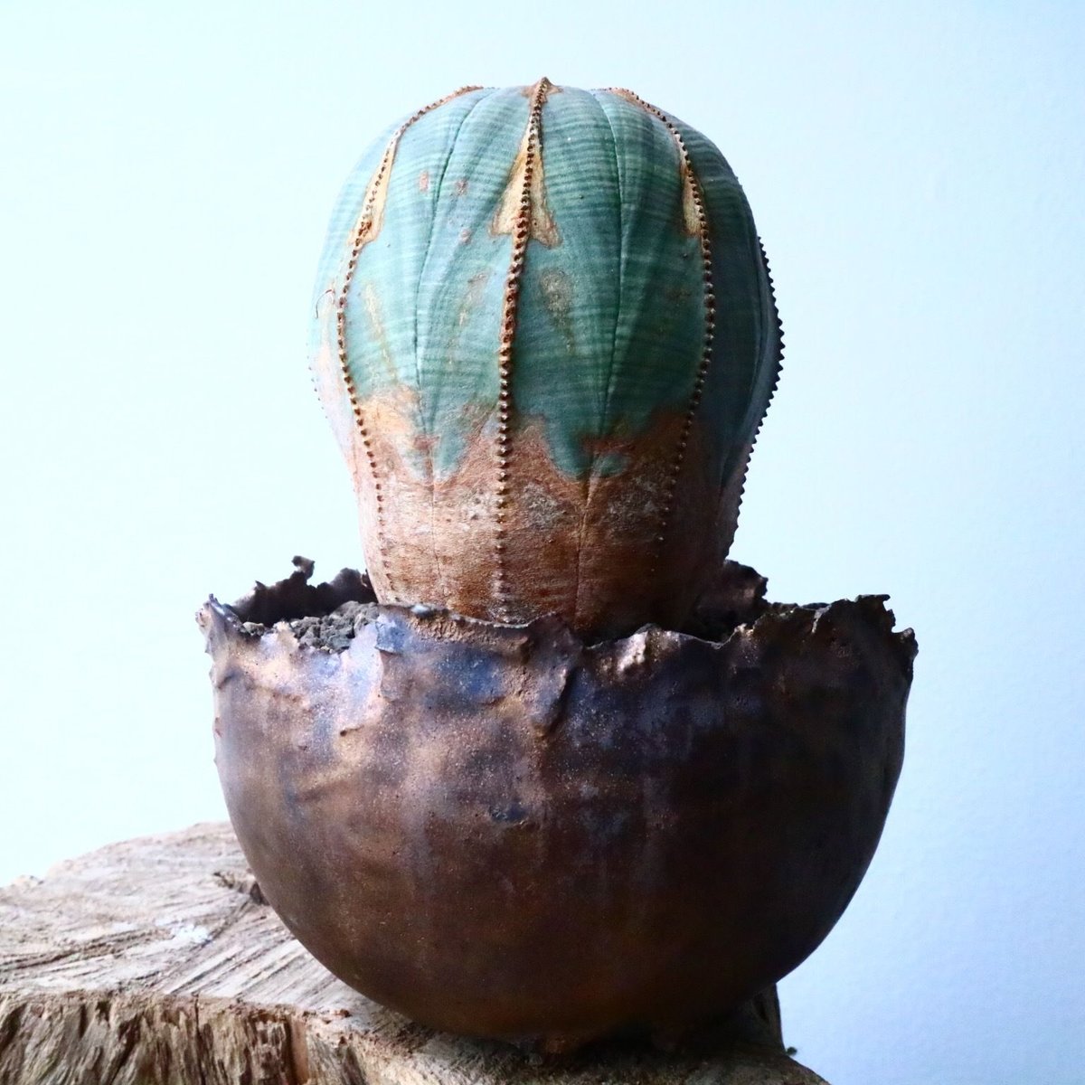 3株 販売 美形 選抜 ユーフォルビア オベサ Euphorbia obesa ユーフォルビア オベサ Euphorbia obesa No.024 | 芽の巣山