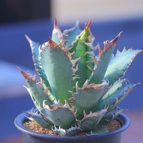 アガベ  レッドキャットウィールズ  Agave titanota"Red Catweezle”    no.20742-1