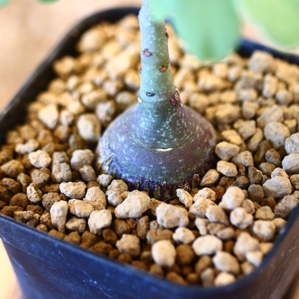 アデニア グラウカ / Adenia glauca no.62525 | 芽の巣山