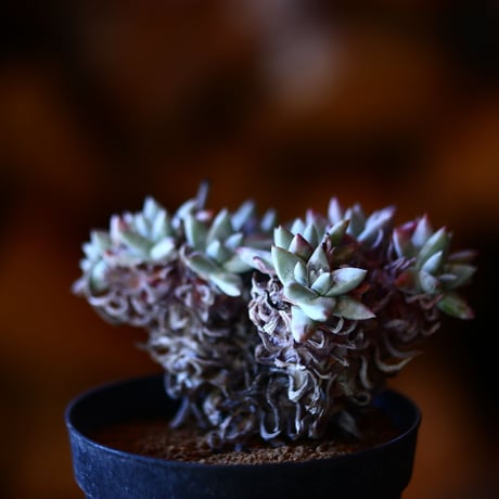 ダドレア グリーニー Dudleya greenei  no.111530①