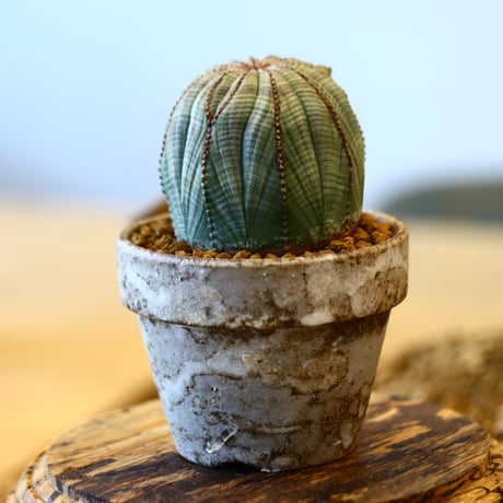 たけろうポット × Euphorbia obesa    no.41442