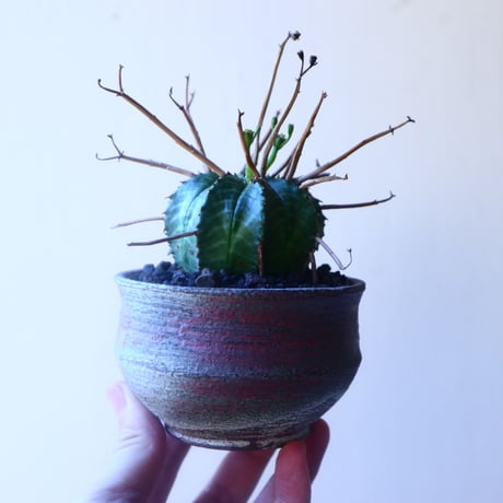 ユーフォルビア  バリダ    Euphorbia valida     no.20219