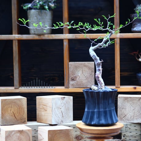 コミフォラ モンストローサ   Commiphora monstrosa   no.82227