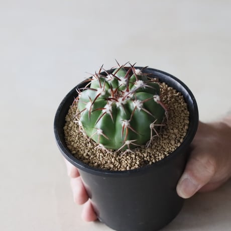Discocactus gigantea (3.5号鉢)  no.913/15