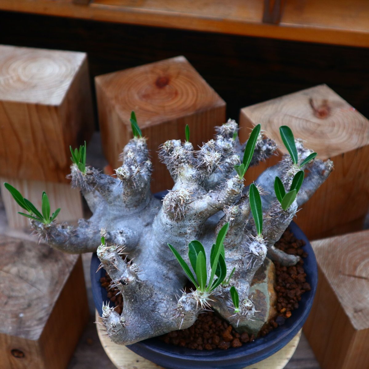 パキポディウム ブレビカリックス／Pachypodium densiflorum var. b