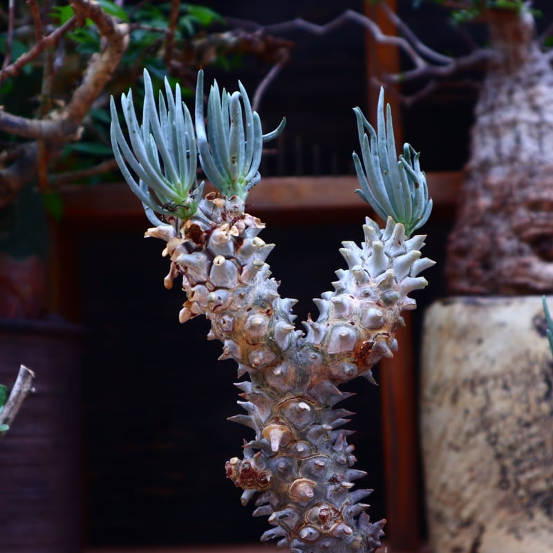 (鉢ごと)チレコドン　ワリチー チレコドン ワリチー／Tylecodon wallichii no.60640 | 芽の巣山