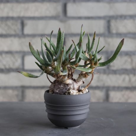 Aloe ramosissima × takero pot (2.5号)  no.315/17