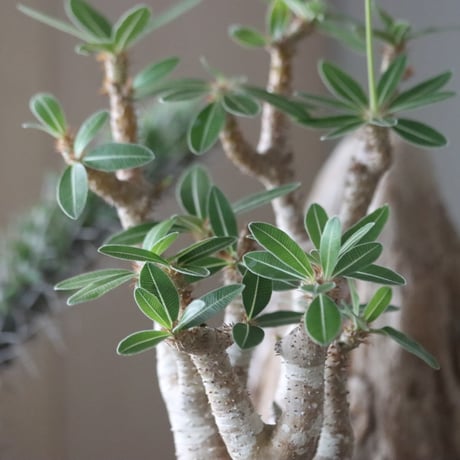 Pachypodium Makayense × Akira Matsuda / PLANETX  no.63003