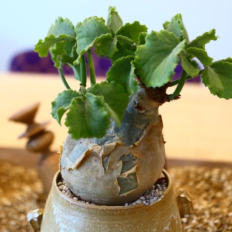 N/OH × Cyphostemma uter var. macropus    no61860