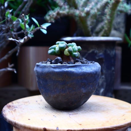 アロイノプシス スクーネーシー／Aloinopsis schooneesii   no.60618