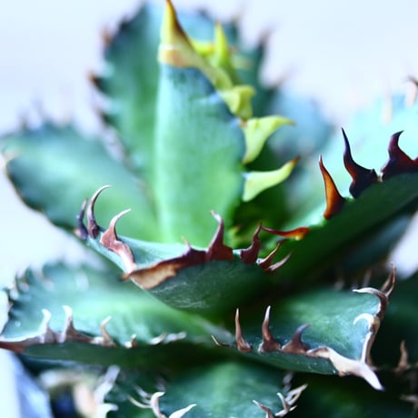 アガベ チタノタ レッドキャットウィールズ  Agave titanota"Red Catweezle”   no110838-4