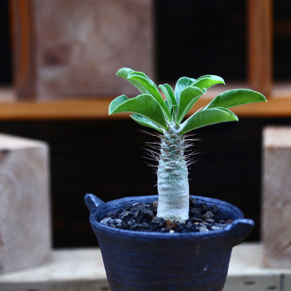 特大株】パキポディウムサンデルシー 白馬城 実生 塊根植物 多肉
