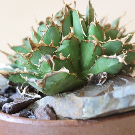 Agave titanota filigree Devil × YAMABACHI var. takero pot (3号鉢)  no.412-32