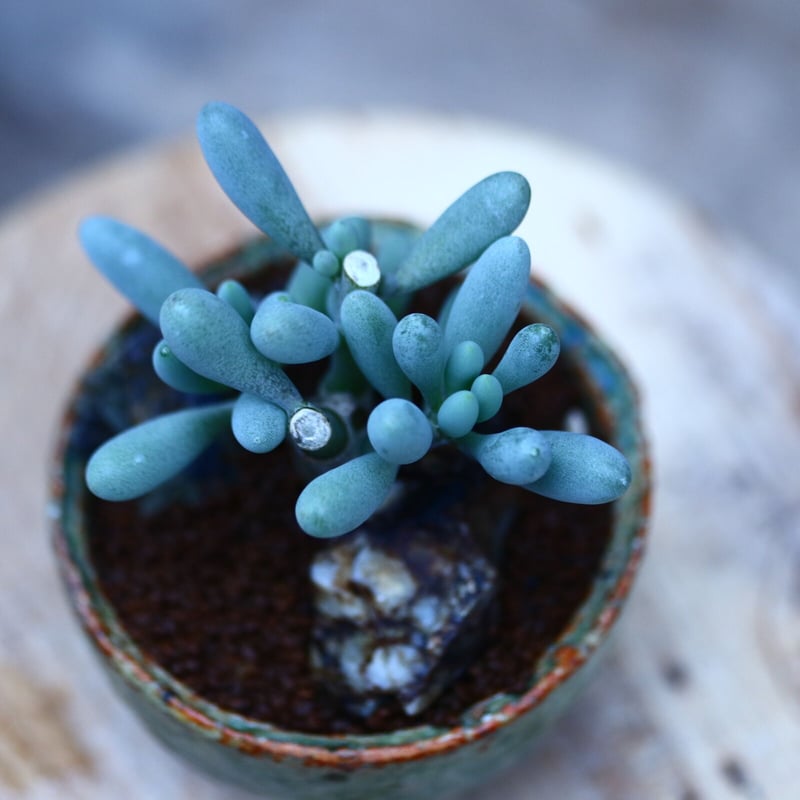 オトンナ クラビフォリア 実生 オトンナ 3セット オトンナ クラビ