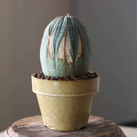 Euphorbia obesa × YAMABACHI var. Atsushi Funakushi  no.905-27